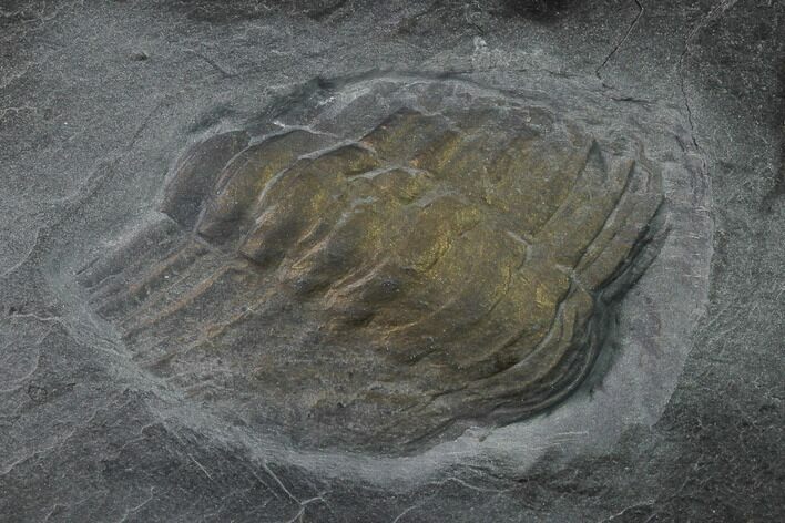 Pyritized Trilobite (Chotecops) Fossil - Bundenbach, Germany #136518